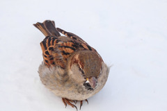 Passer domesticus