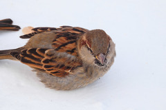 Passer domesticus