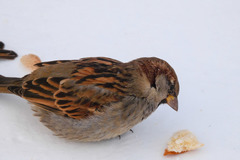 Passer domesticus