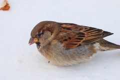 Passer domesticus