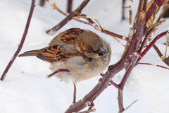 Passer domesticus