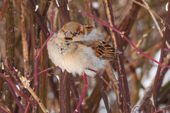 Passer domesticus