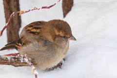 Passer domesticus