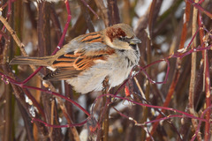 Passer domesticus