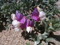 Lathyrus littoralis