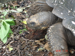 Chelonoidis niger