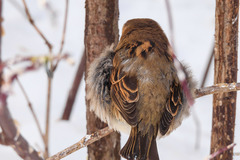 Passer domesticus