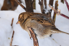 Passer domesticus