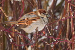 Passer domesticus