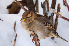 Passer domesticus