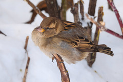 Passer domesticus