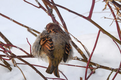Passer domesticus