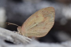 Eurema daira sidonia
