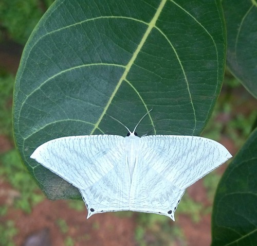 Grey Swallowtail Moth photo 2