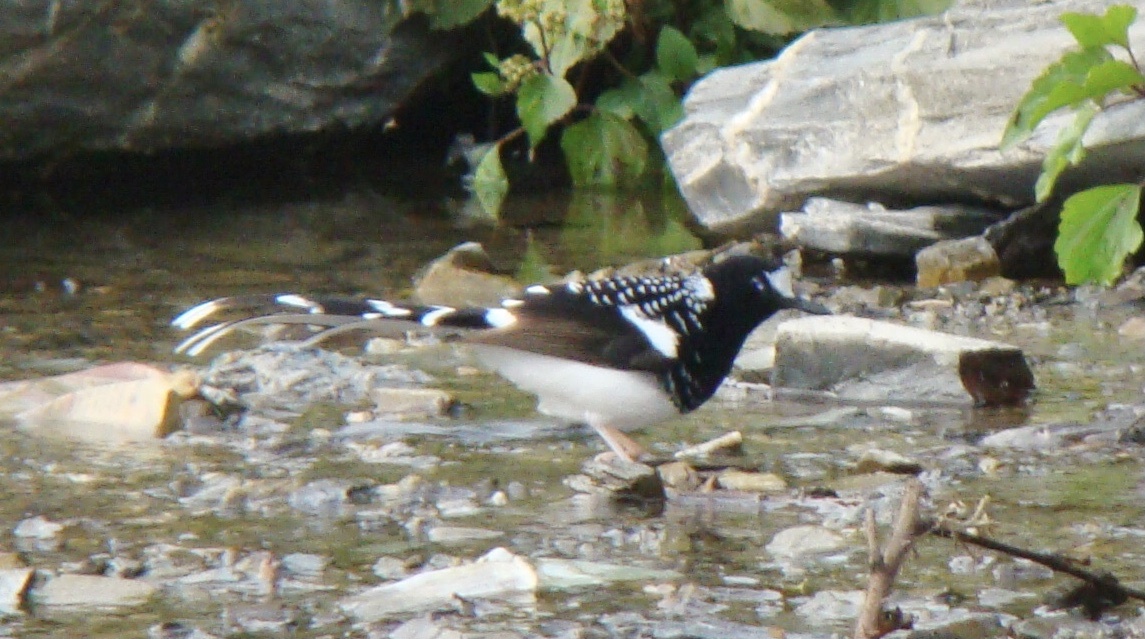 Spotted Forktail