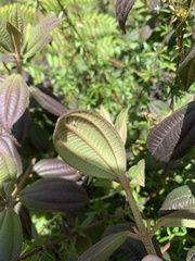 Miconia cataractae