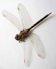 Rhionaeschna absoluta