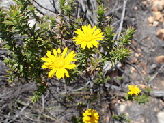 Oedera speciosa