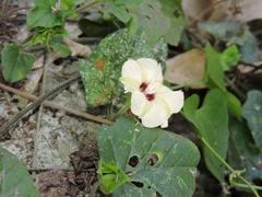 Hewittia malabarica