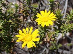 Oedera speciosa