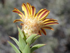 Oedera speciosa