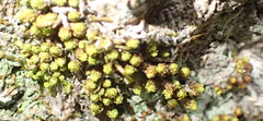 Macromitrium richardii