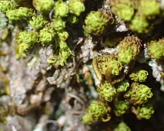 Macromitrium richardii