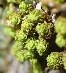 Macromitrium richardii