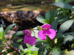 Impatiens tangachee