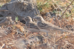 Calandrella dukhunensis