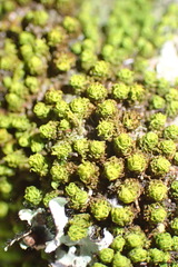 Macromitrium richardii
