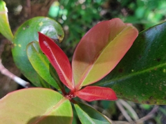 Garcinia gummi-gutta conicarpa