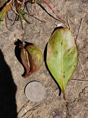 Garcinia gummi-gutta conicarpa
