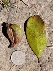 Garcinia gummi-gutta conicarpa