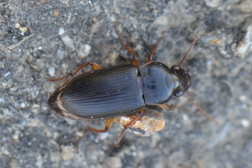 Harpalus griseus