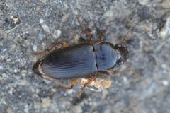 Harpalus griseus