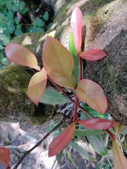 Garcinia gummi-gutta conicarpa