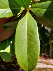 Garcinia gummi-gutta conicarpa