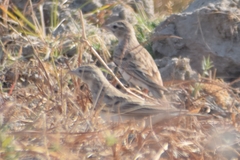 Calandrella dukhunensis