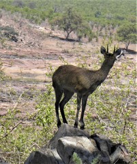 Oreotragus oreotragus stevensoni