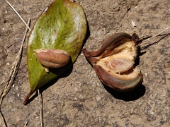 Garcinia gummi-gutta conicarpa