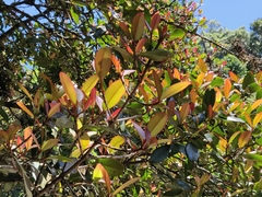 Garcinia gummi-gutta conicarpa