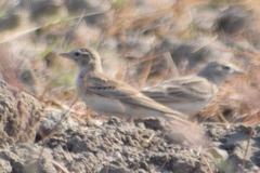 Calandrella dukhunensis