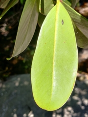 Garcinia gummi-gutta conicarpa