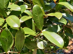 Garcinia gummi-gutta conicarpa