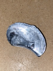 Heteroclidus punctatus