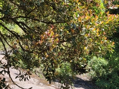 Garcinia gummi-gutta conicarpa