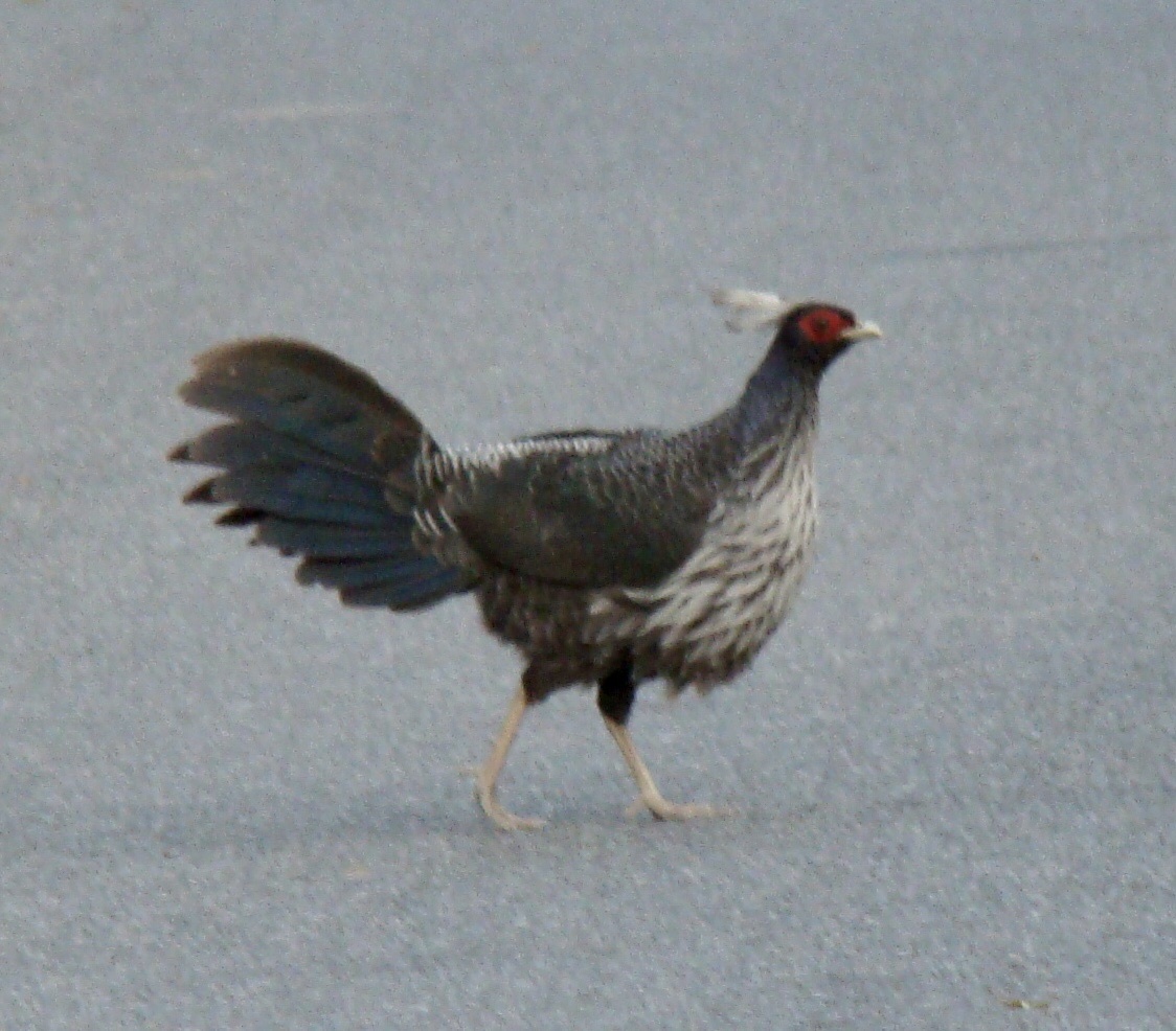 Kalij Pheasant
