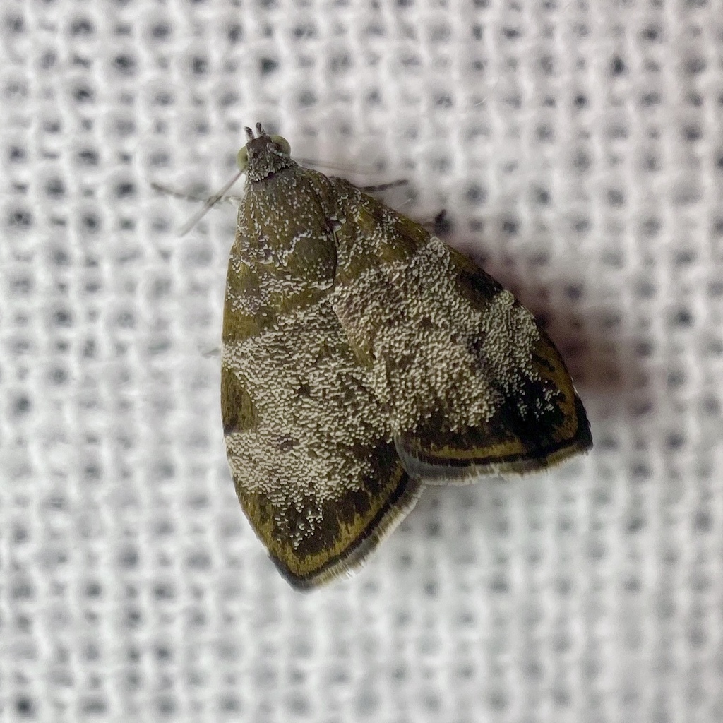 Choreutis melanopepla