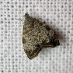 Choreutis melanopepla